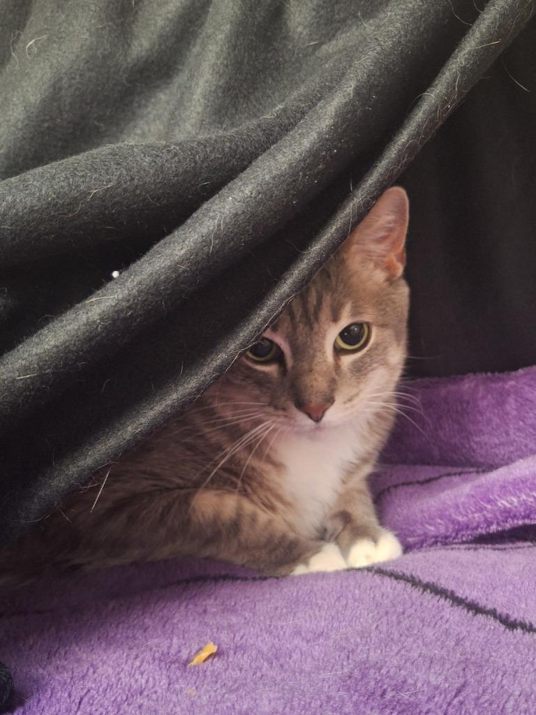 Leon, Adoptable, Adult Male Domestic Short Hair.