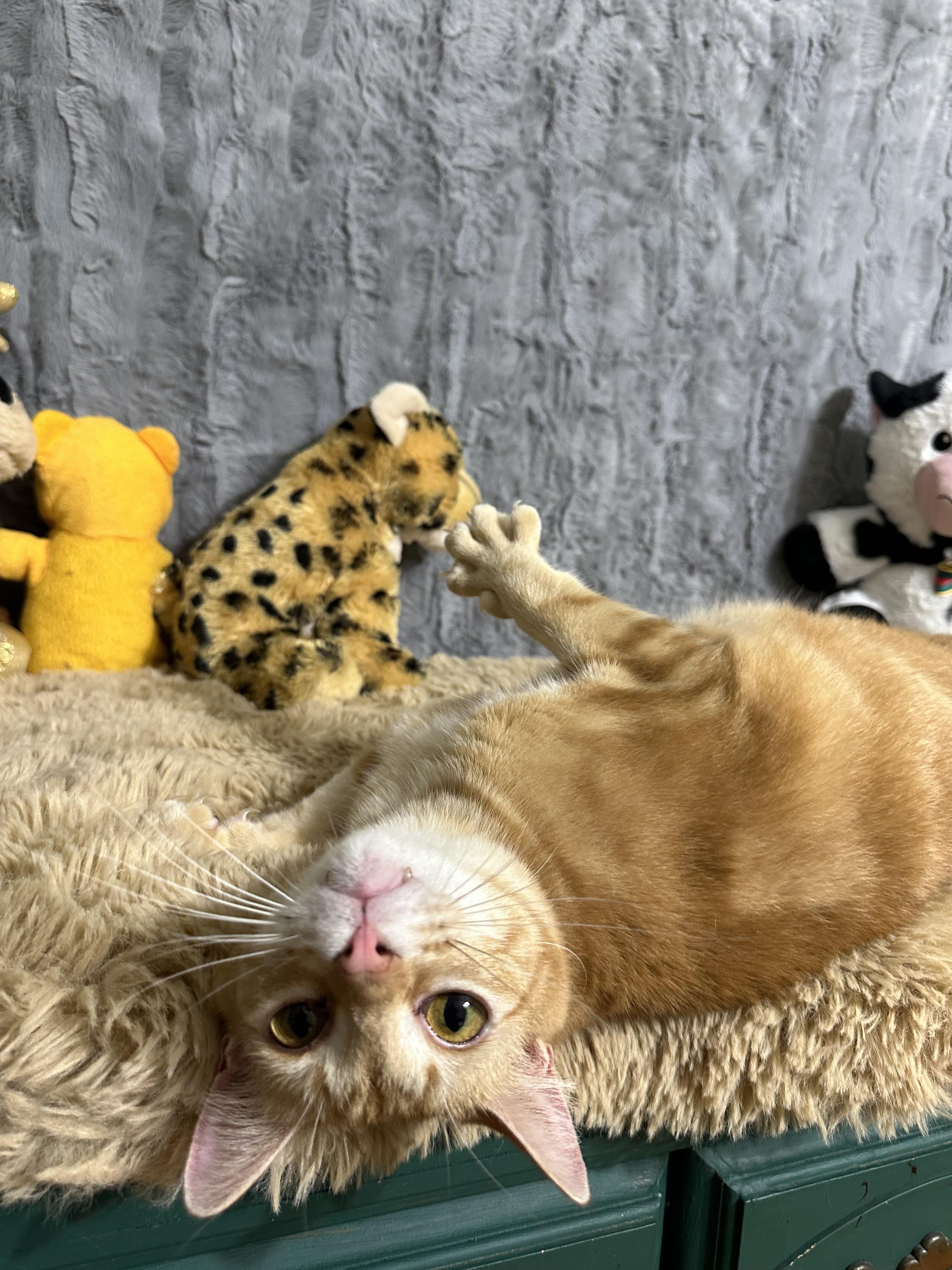 Lukas and Linus , a ADOPTABLE mixed breed in Dickinson, TX image 6/6