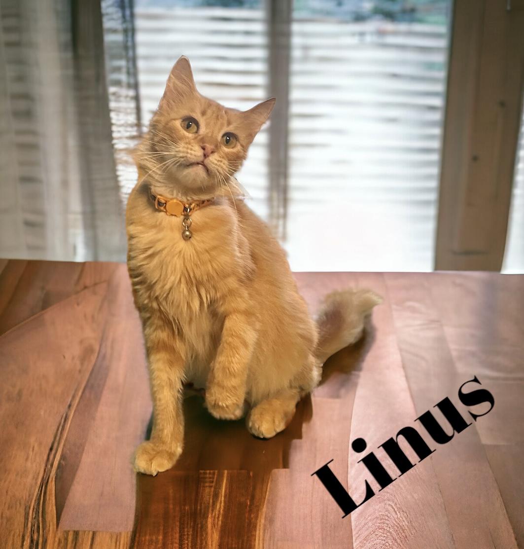 Lukas and Linus , a ADOPTABLE mixed breed in Dickinson, TX image 2/6
