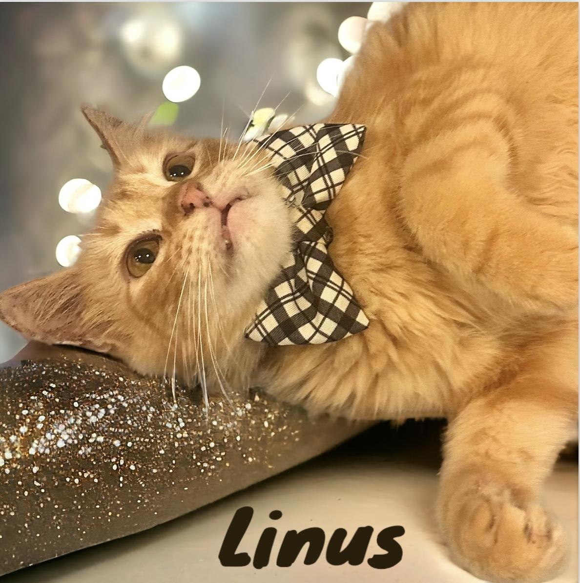 Lukas and Linus , ADOPTABLE, Adult Male Domestic Medium Hair.