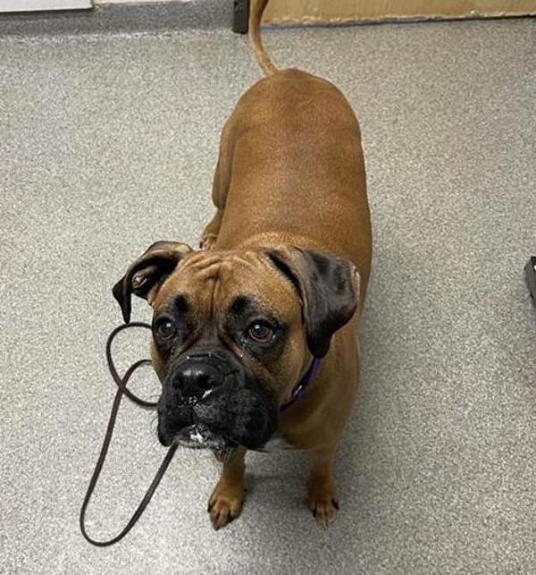 Enlarge Chaugie, a Adoptable mixed breed in Escondido, CA image 1/1