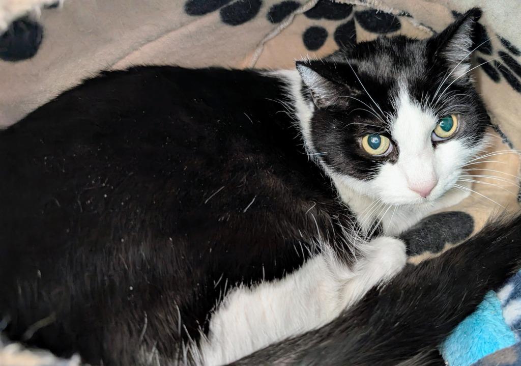 Little Bootsie, a Adoptable mixed breed in Peoria, AZ image 2/3