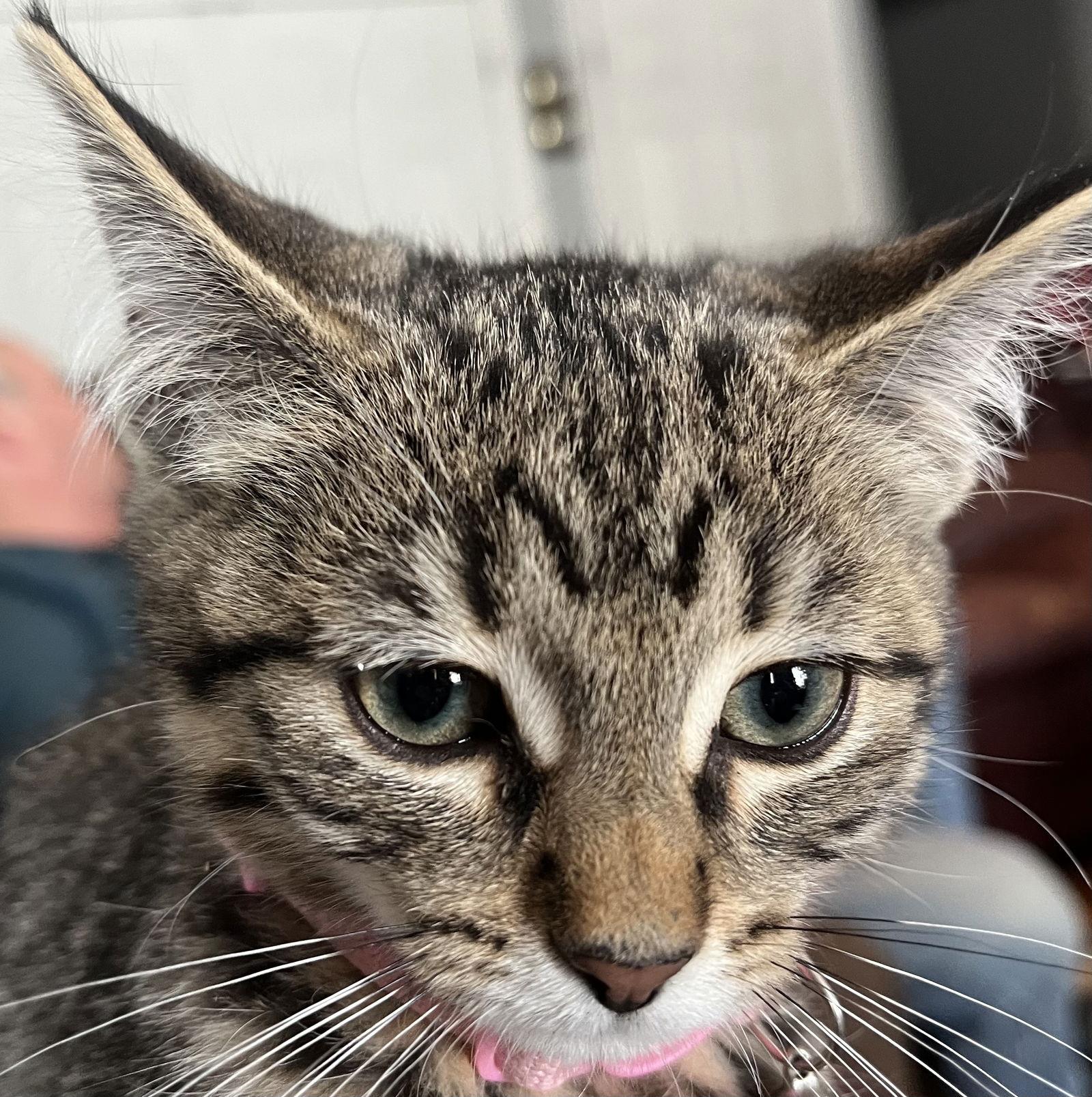 MULTIGRAIN, Adopted, Kitten Female Tabby & Domestic Short Hair.