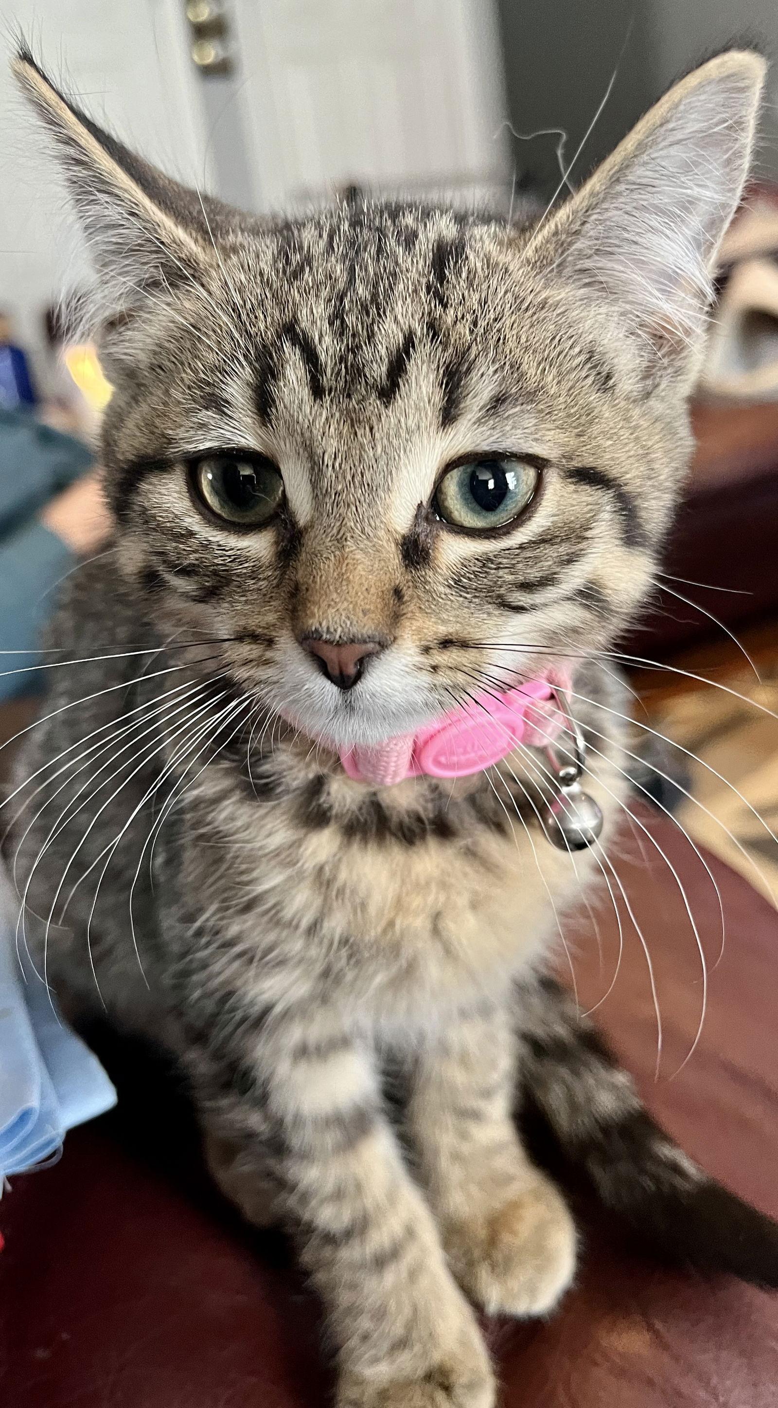 Enlarge MULTIGRAIN, a Adopted mixed breed in Minesing, ON image 2/3