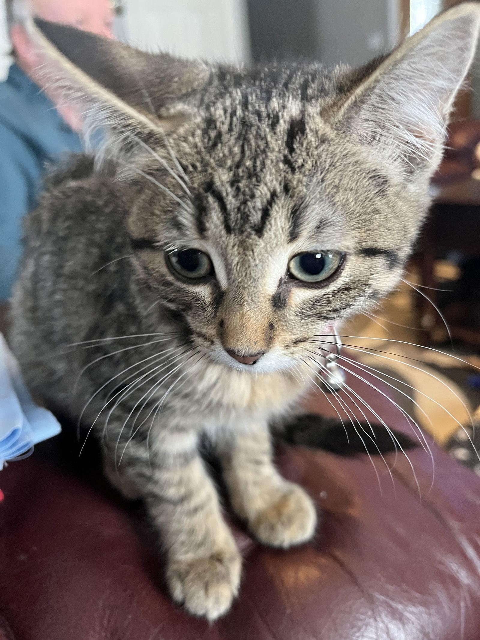 Enlarge MULTIGRAIN, a Adopted mixed breed in Minesing, ON image 3/3