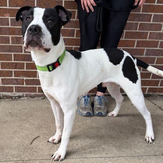 Sutter, Adoptable, Adult Male Pit Bull Terrier.