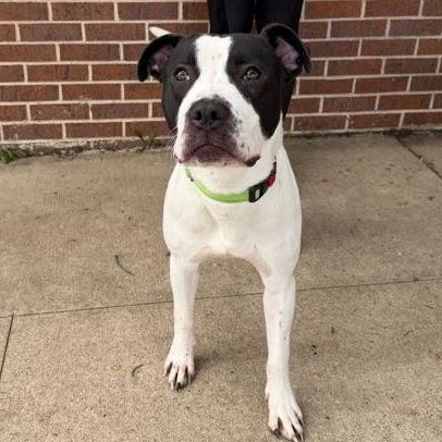 Enlarge Sutter, a Adoptable Pit Bull Terrier in Waterloo, IA image 4/4
