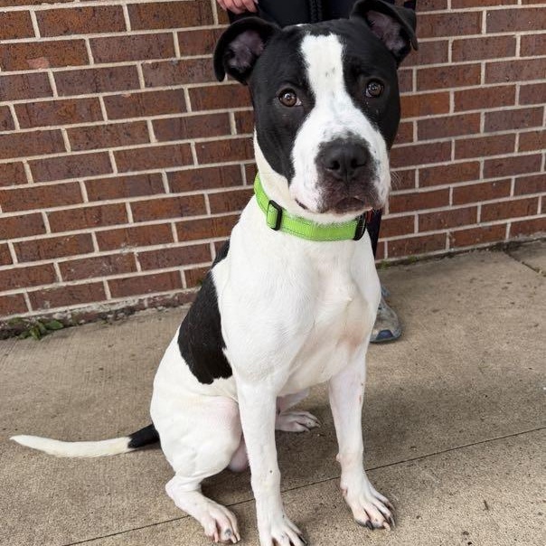 Enlarge Sutter, a Adoptable Pit Bull Terrier in Waterloo, IA image 3/4