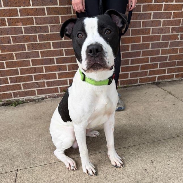 Enlarge Sutter, a Adoptable Pit Bull Terrier in Waterloo, IA image 2/4