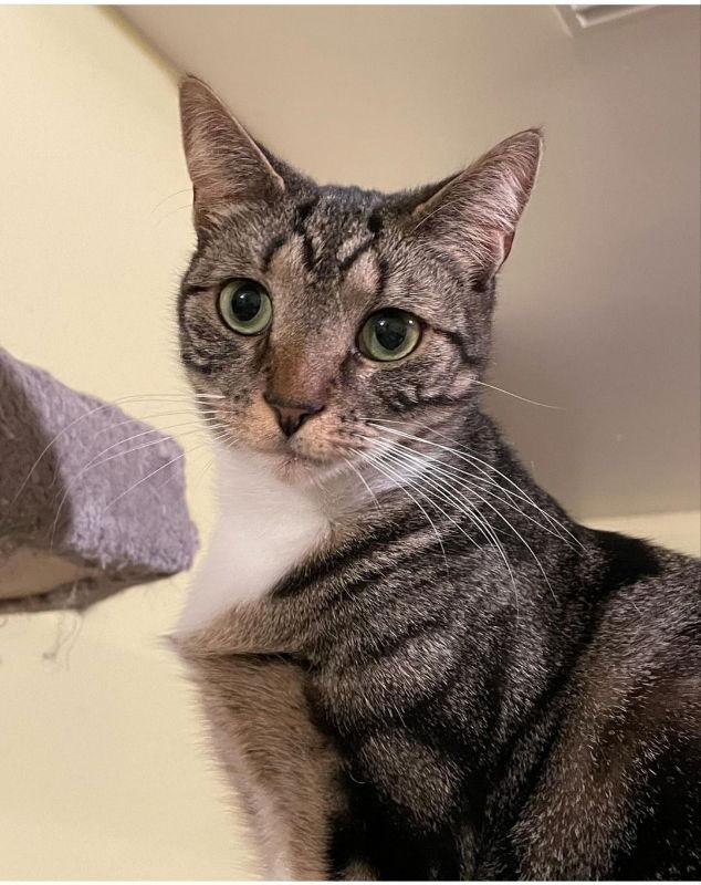 Brenda, Adoptable, Young Female Domestic Short Hair.