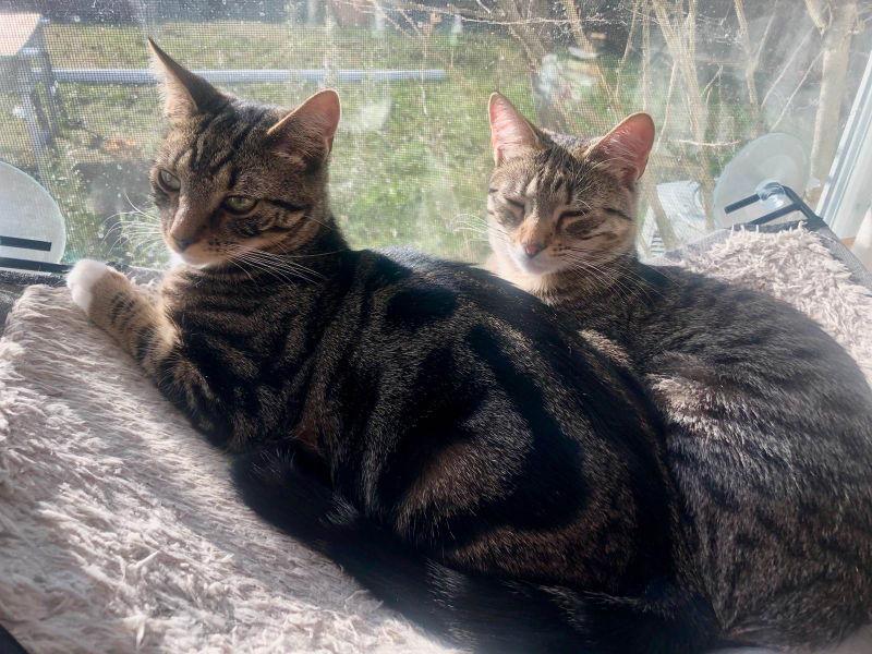 Brenda, a Adoptable Domestic Short Hair in Delran, NJ image 2/6