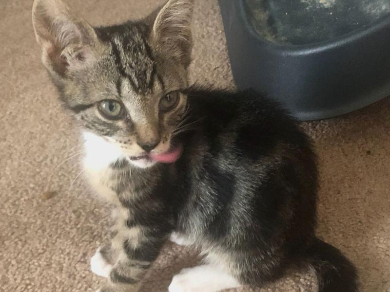 Brenda, a Adoptable Domestic Short Hair in Delran, NJ image 3/3