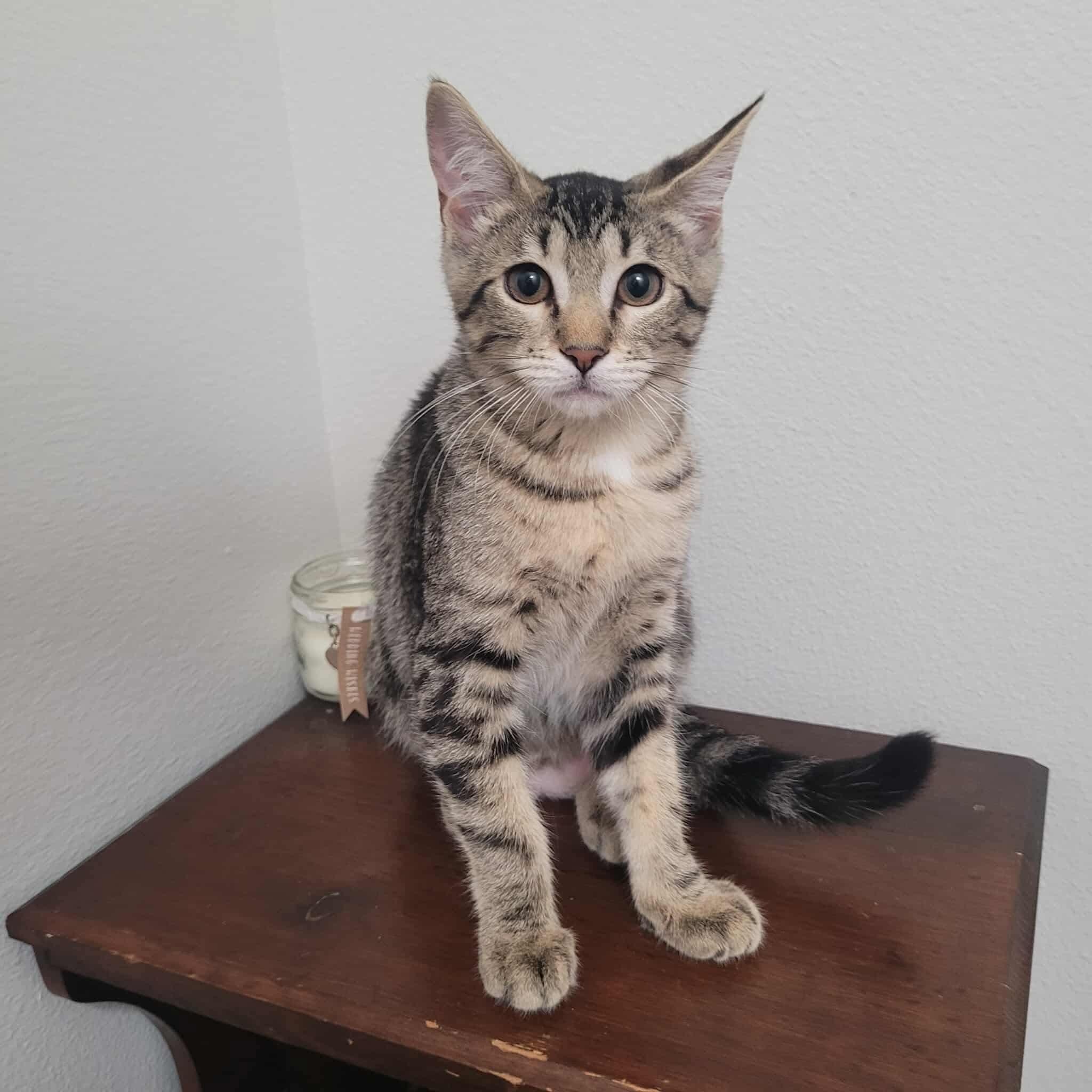 Reese, Baby Female Domestic Short Hair