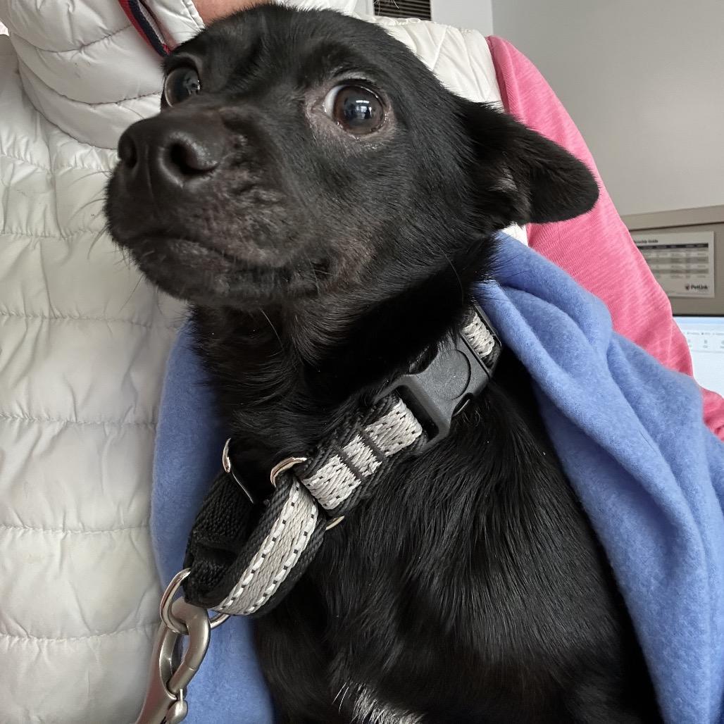 LuLu, Adoptable, Adult Female Schipperke & Chihuahua.