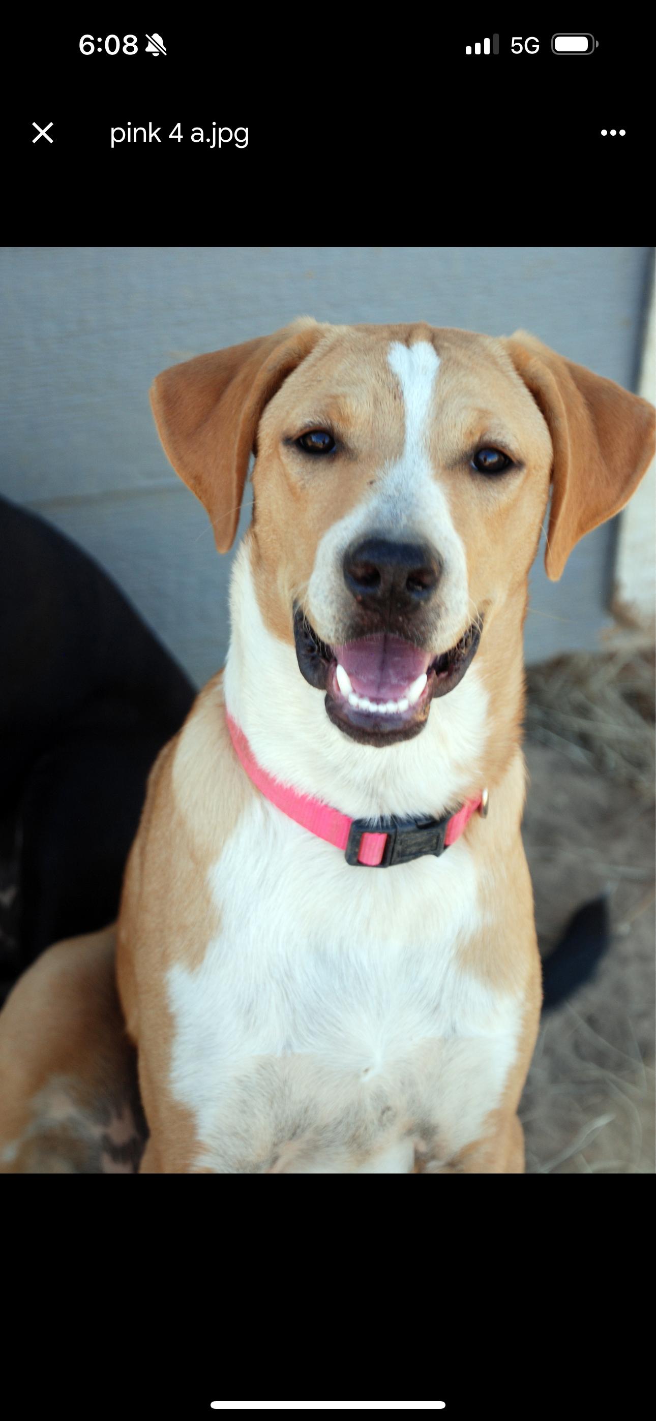 Pink Girl, Adoptable, Young Female Labrador Retriever.