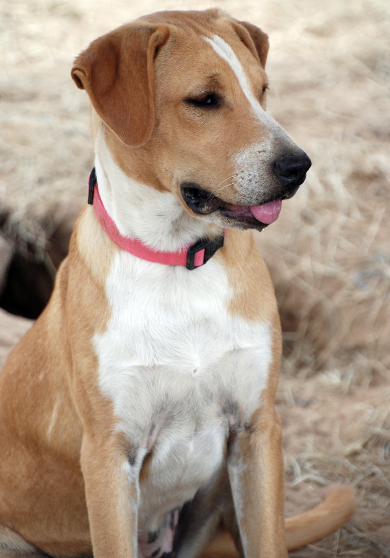 Pink Girl, a Adoptable mixed breed in Madisonville, TX image 2/6