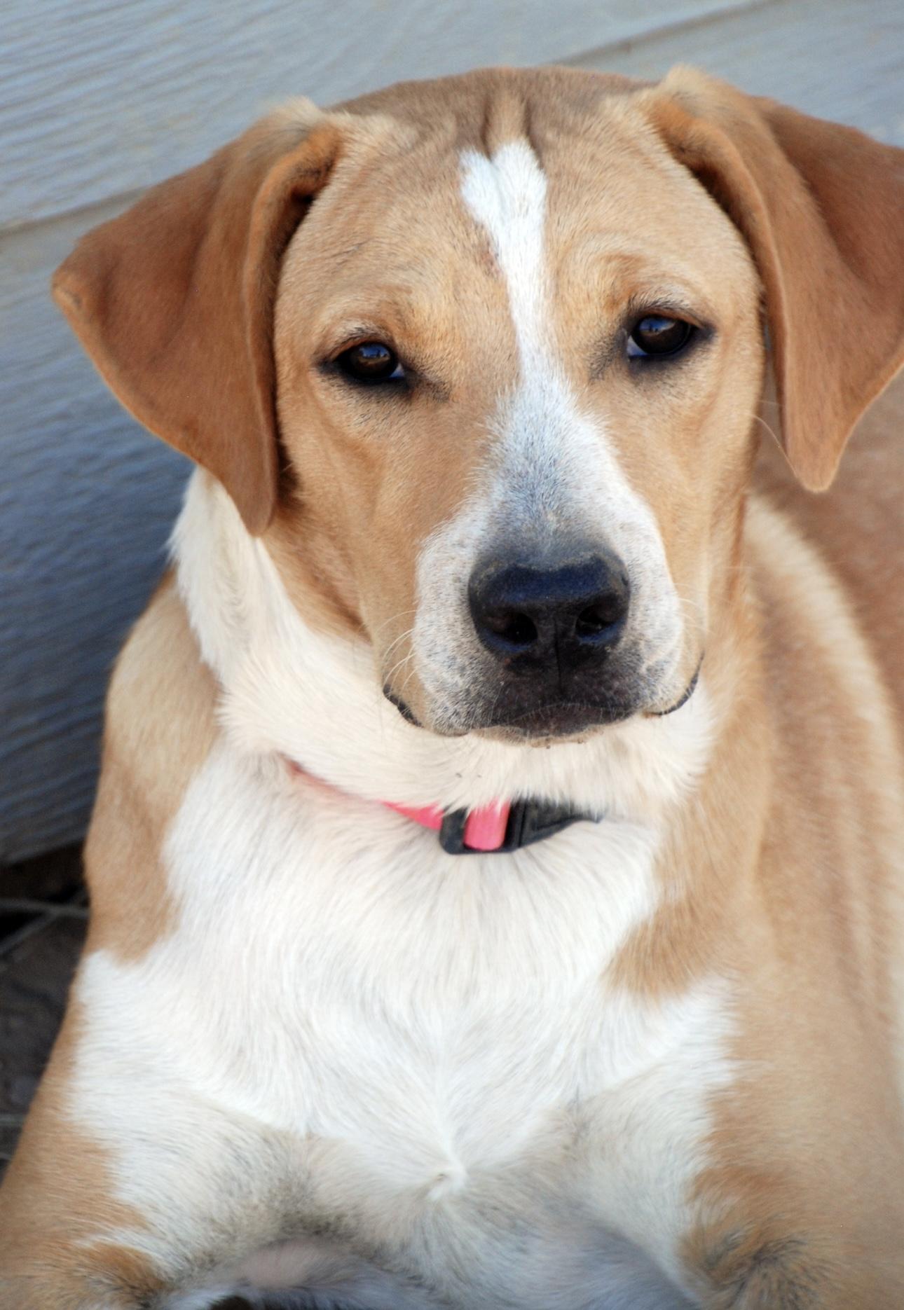 Pink Girl, a Adoptable mixed breed in Madisonville, TX image 6/6