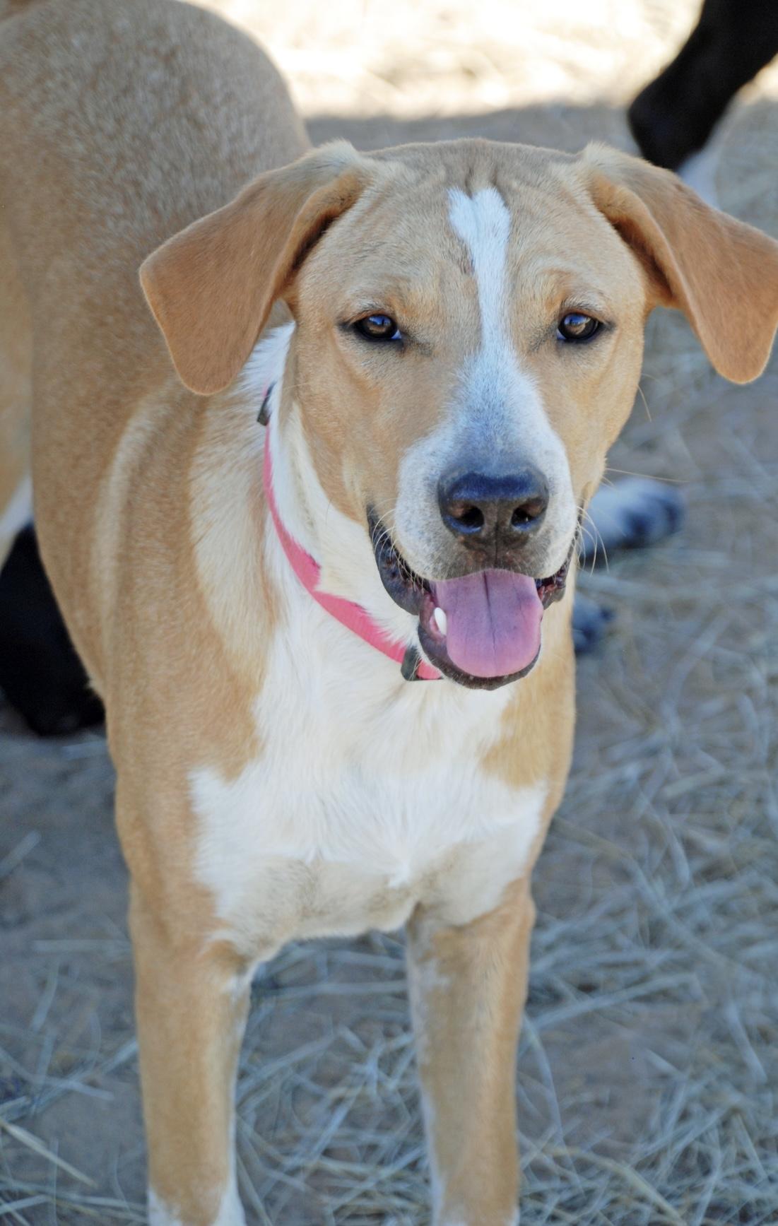 Pink Girl, a Adoptable mixed breed in Madisonville, TX image 5/6