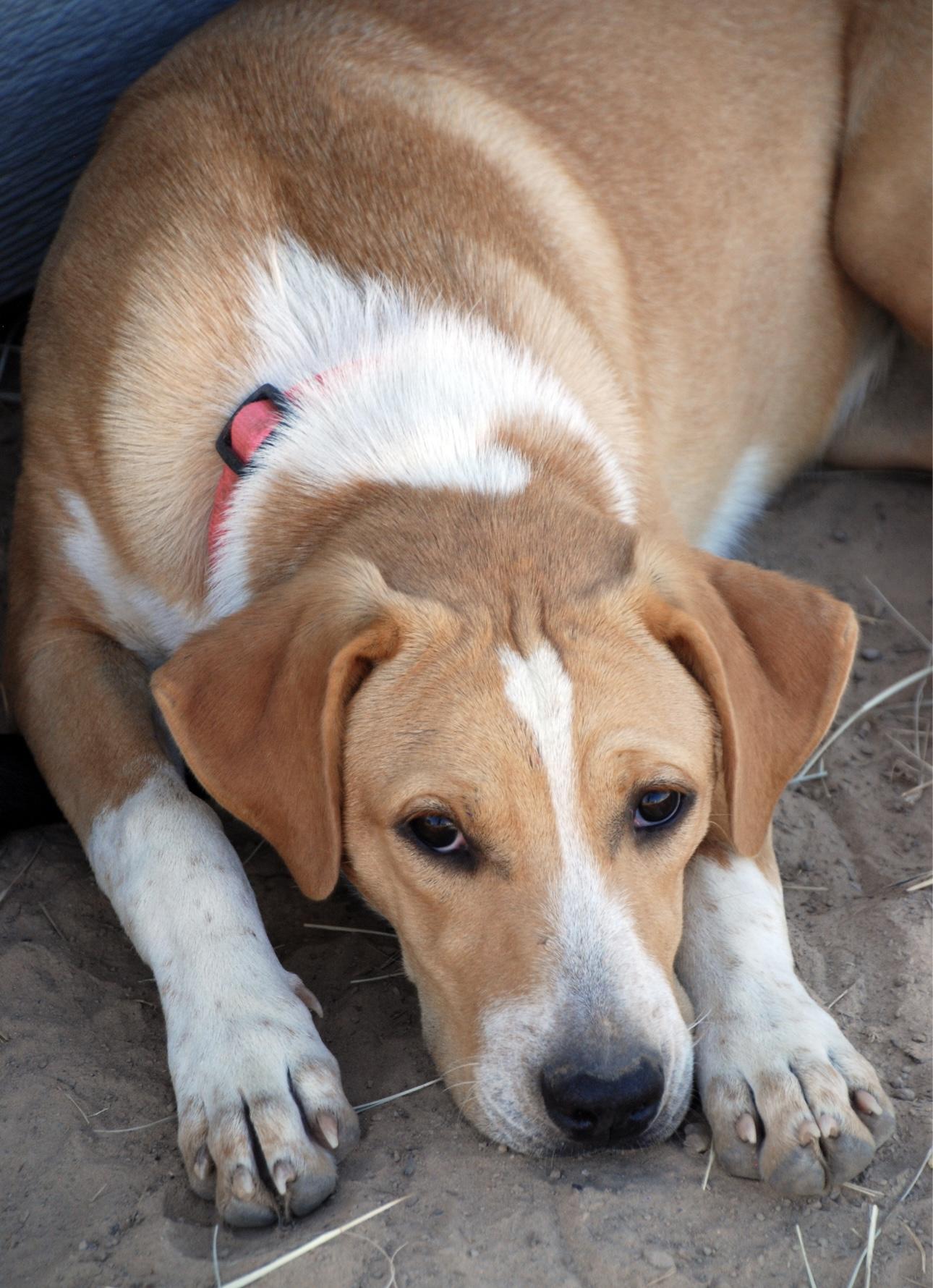 Pink Girl, a Adoptable mixed breed in Madisonville, TX image 3/6