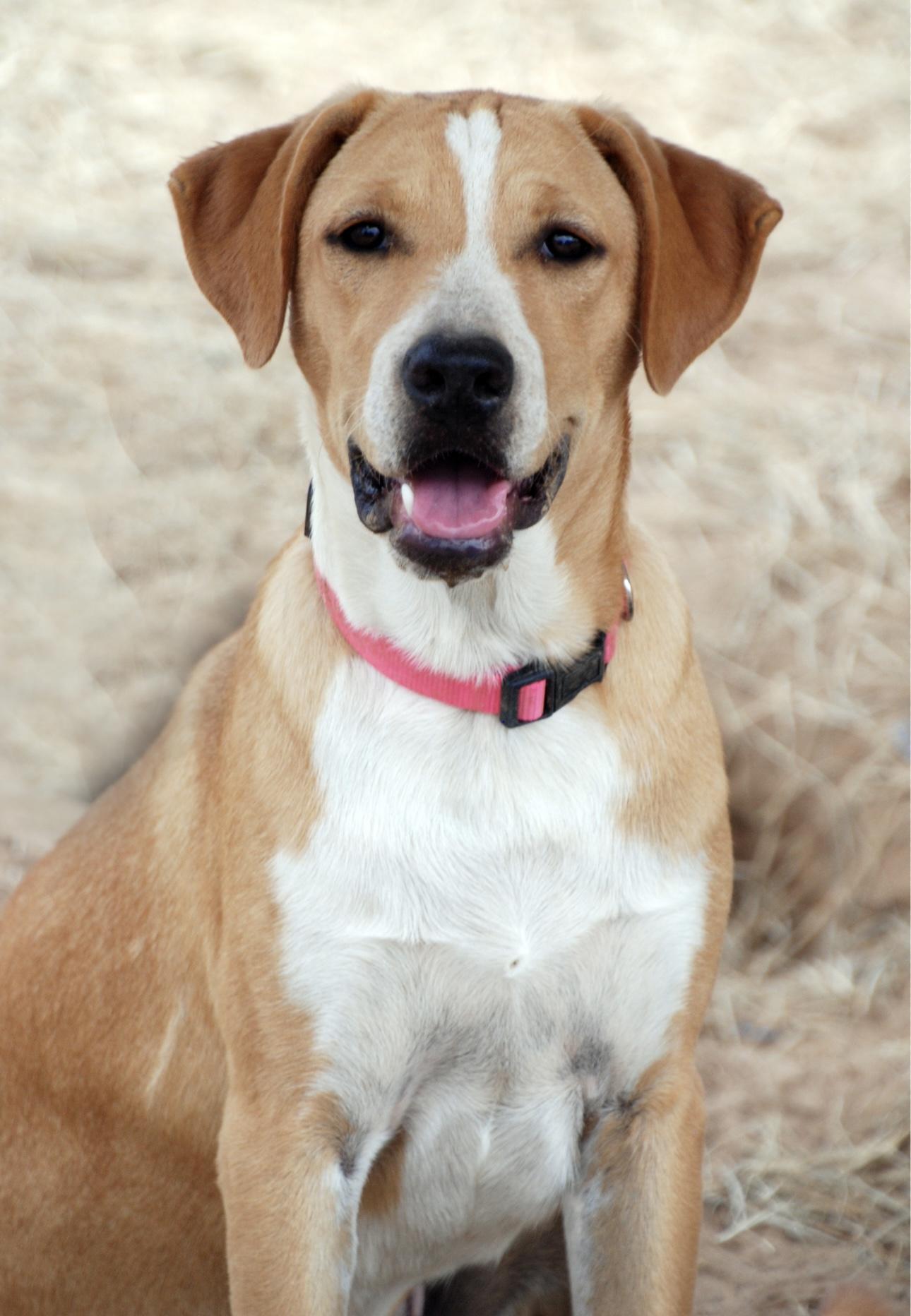 Pink Girl, Adoptable, Young Female Labrador Retriever.