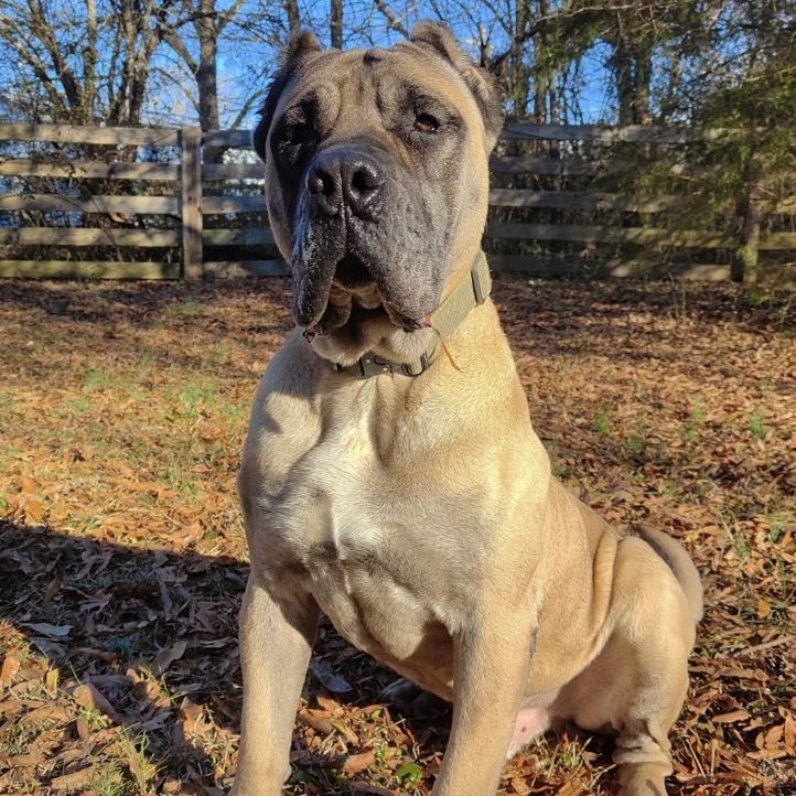 Spud, Adoptable, Senior Male Presa Canario.