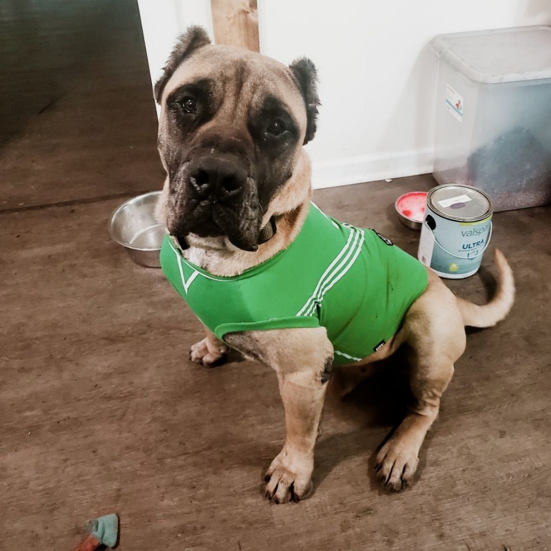 Spud, a Adoptable Presa Canario in Norwood, GA image 4/5