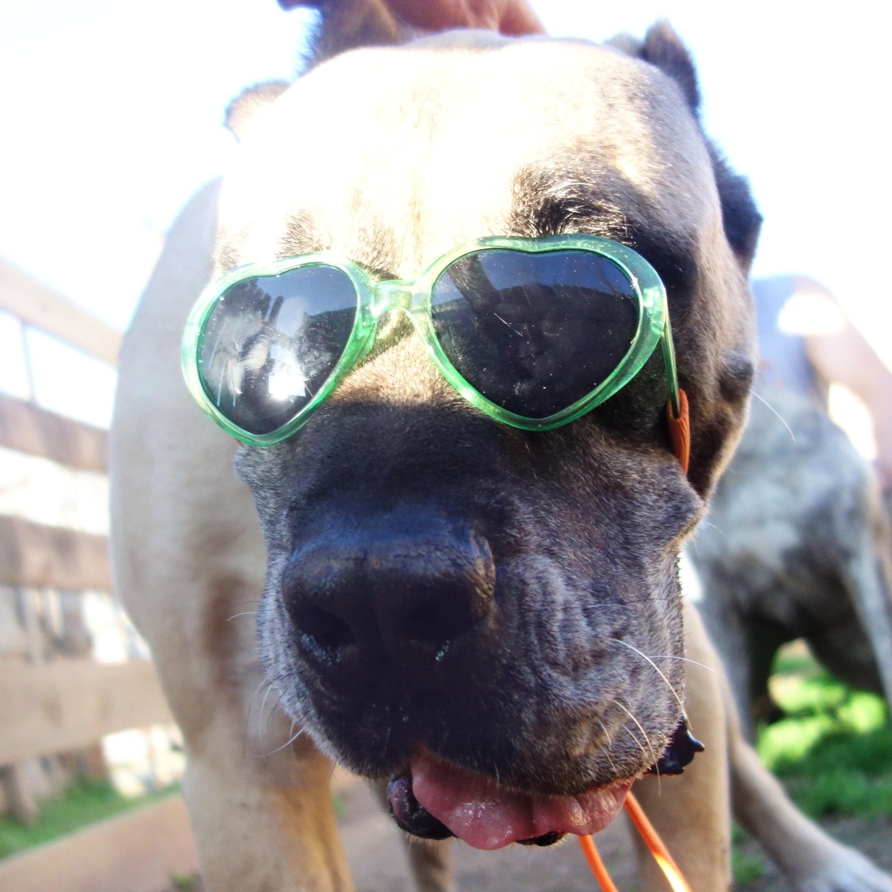 Spud, a Adoptable Presa Canario in Norwood, GA image 3/5