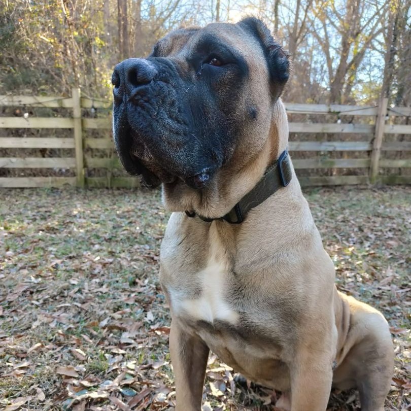 Spud, a Adoptable Presa Canario in Norwood, GA image 5/5