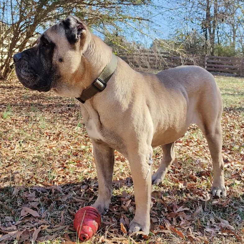 Spud, a Adoptable Presa Canario in Norwood, GA image 2/5