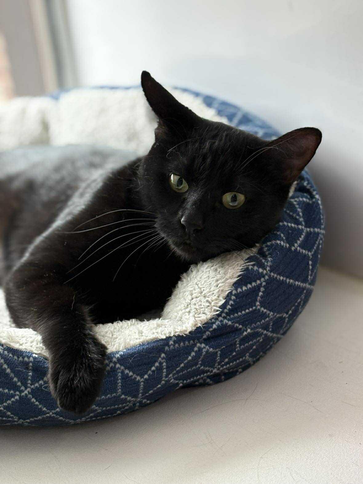 Enlarge Saturn, an adoptable Domestic Short Hair in Phoenix, AZ image 2/6