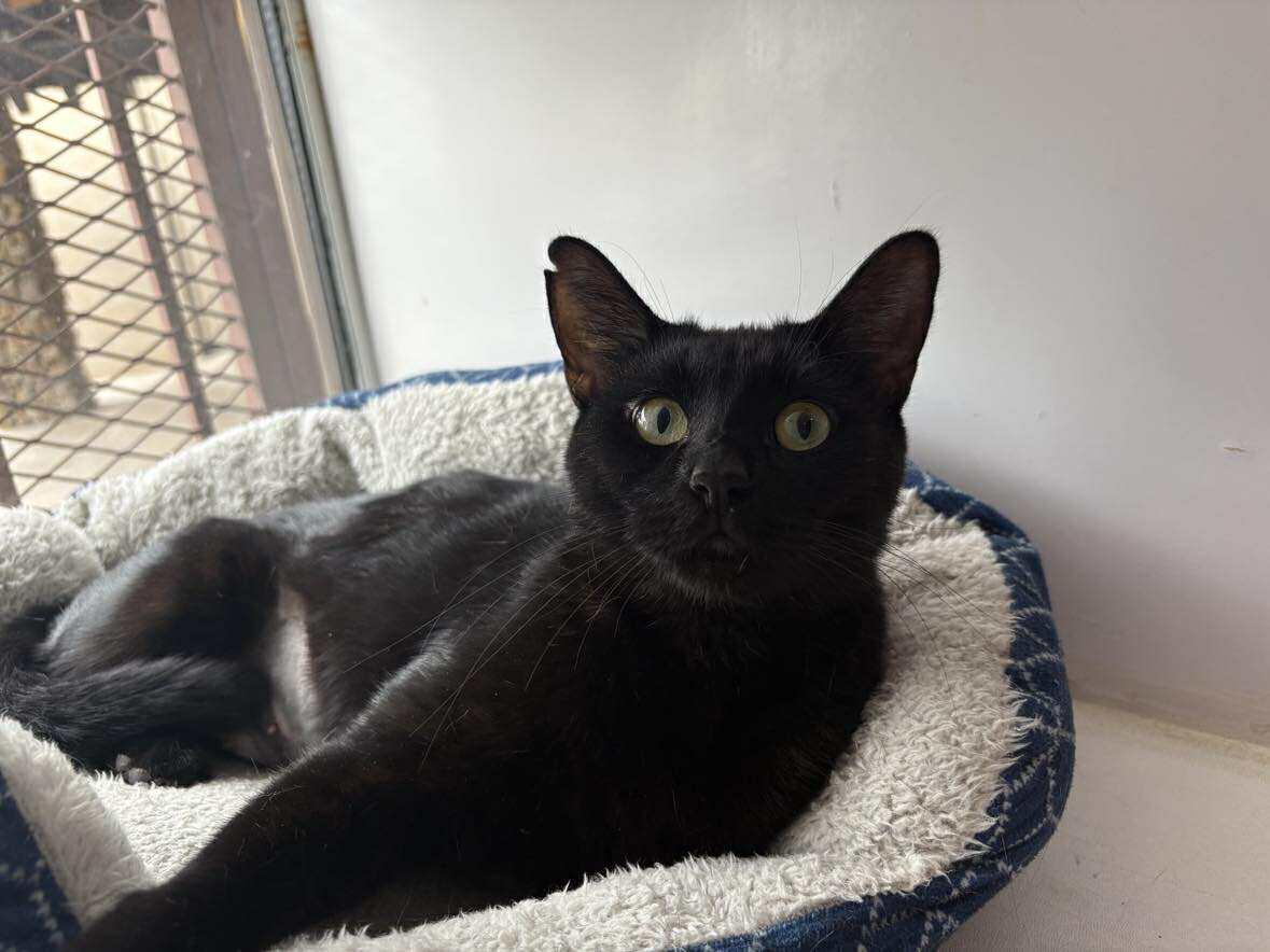 Enlarge Saturn, an adoptable Domestic Short Hair in Phoenix, AZ image 3/6