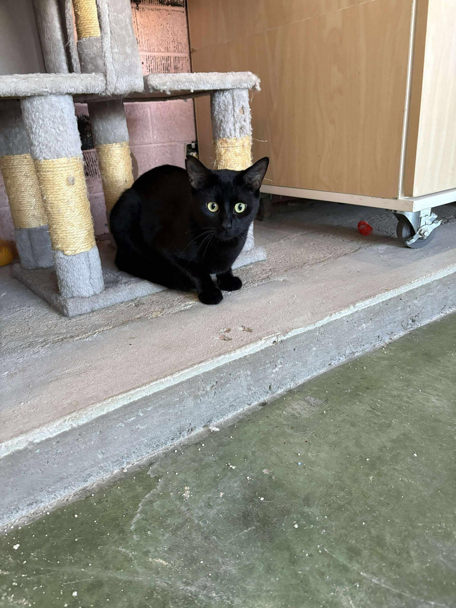 Enlarge Saturn, an adoptable Domestic Short Hair in Phoenix, AZ image 6/6