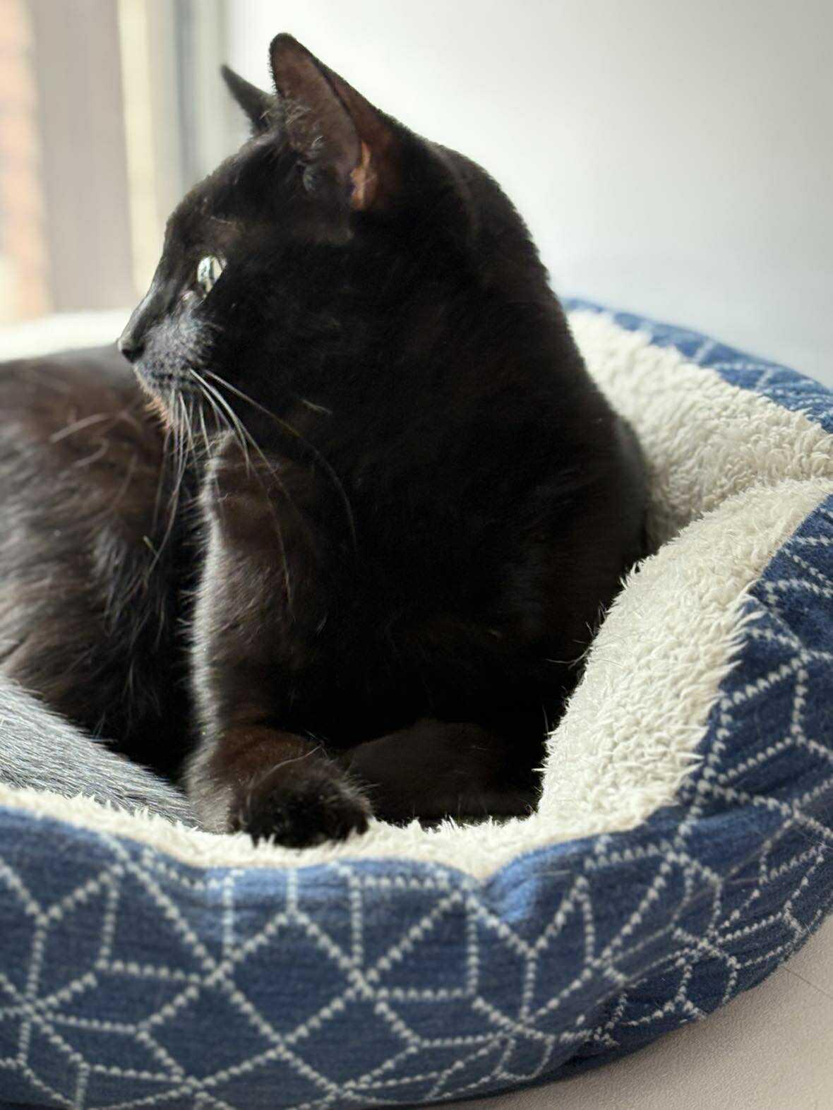 Enlarge Saturn, an adoptable Domestic Short Hair in Phoenix, AZ image 4/6