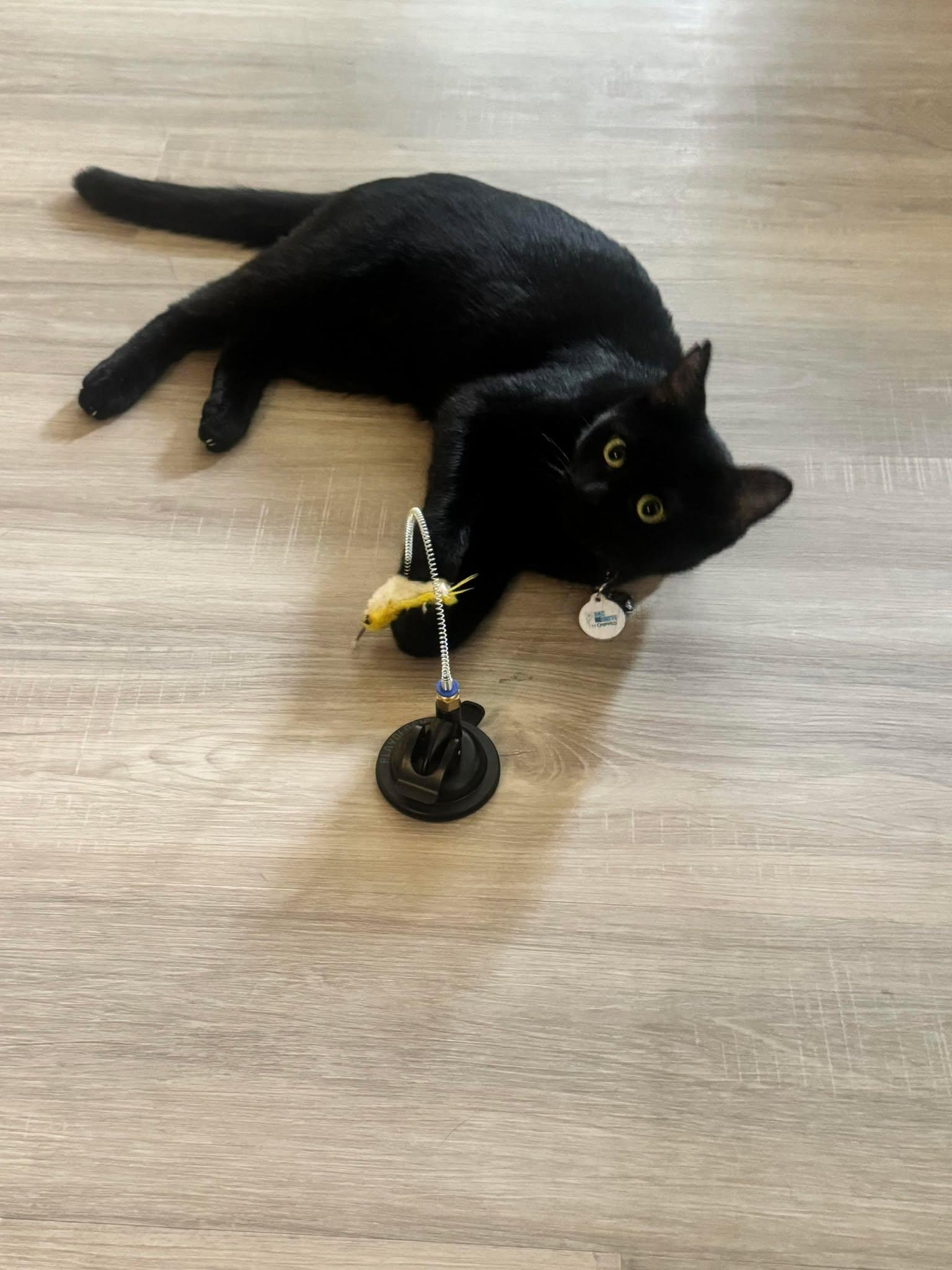 Enlarge Saturn, an adoptable Domestic Short Hair in Phoenix, AZ image 1/6