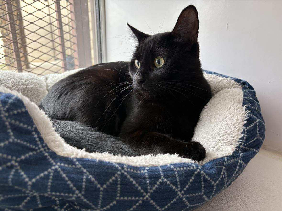 Enlarge Saturn, an adoptable Domestic Short Hair in Phoenix, AZ image 5/6