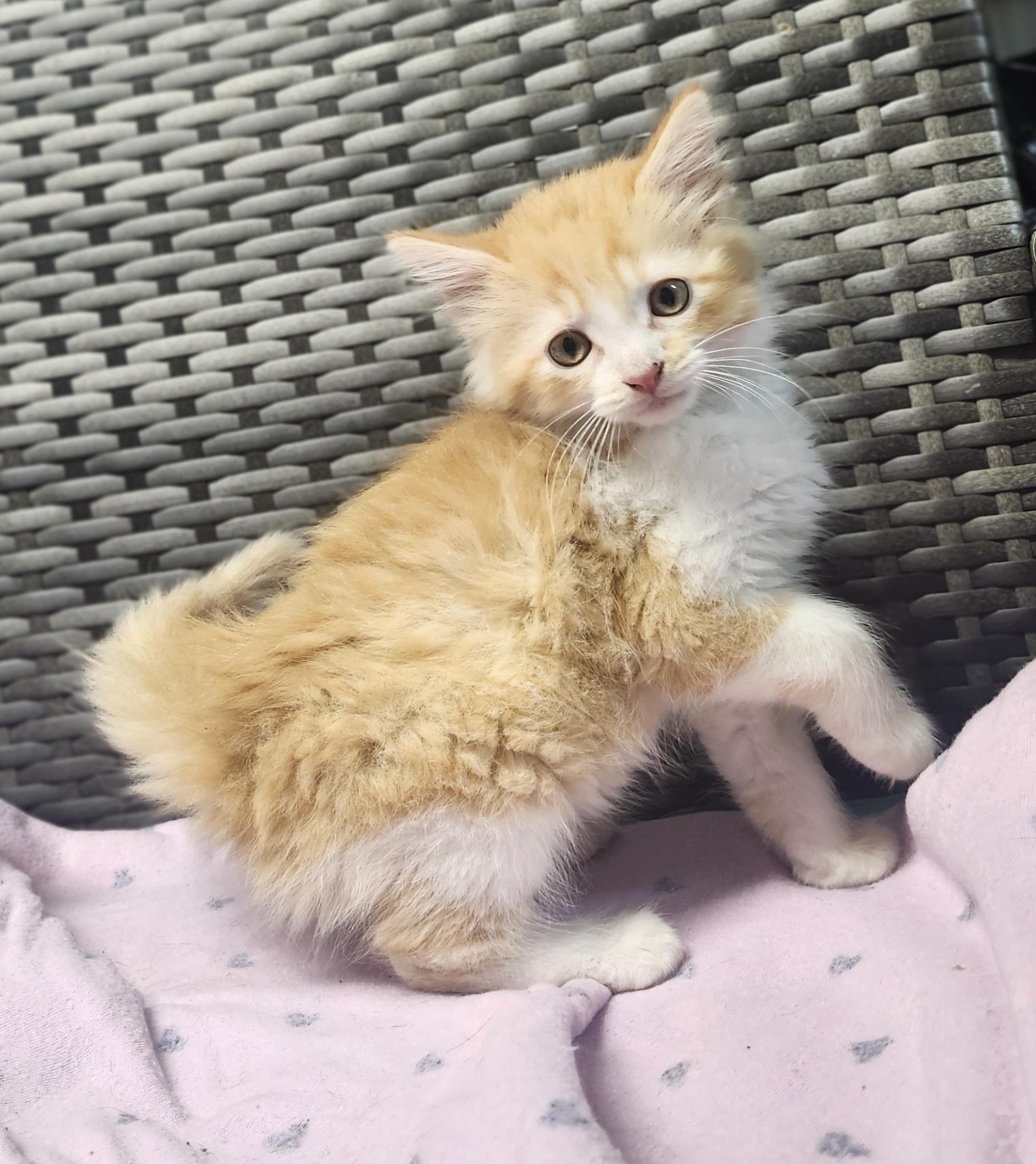 Enlarge Freeway, an adopted Domestic Long Hair in Cosby, TN image 4/5