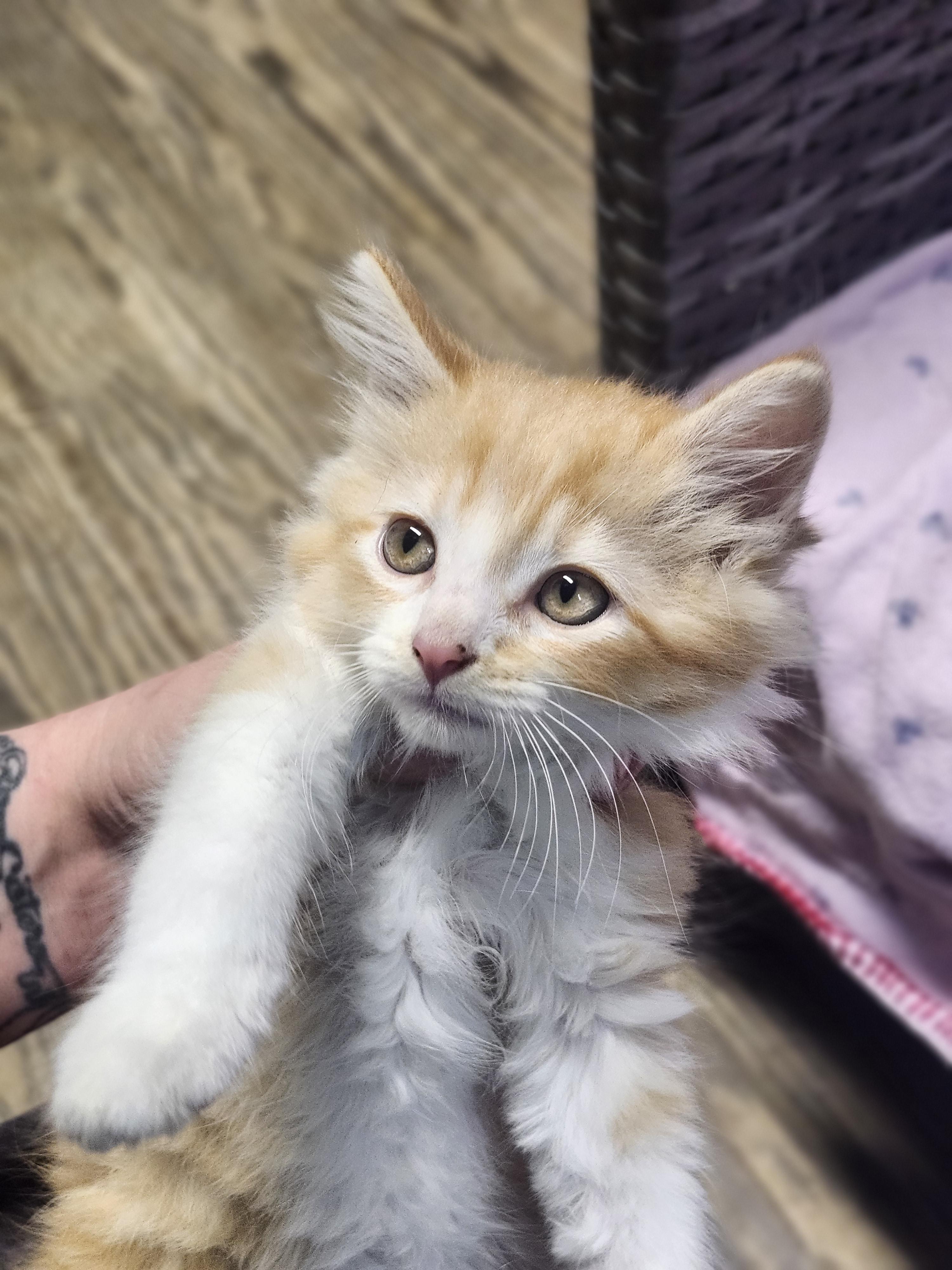 Enlarge Freeway, an adopted Domestic Long Hair in Cosby, TN image 5/5