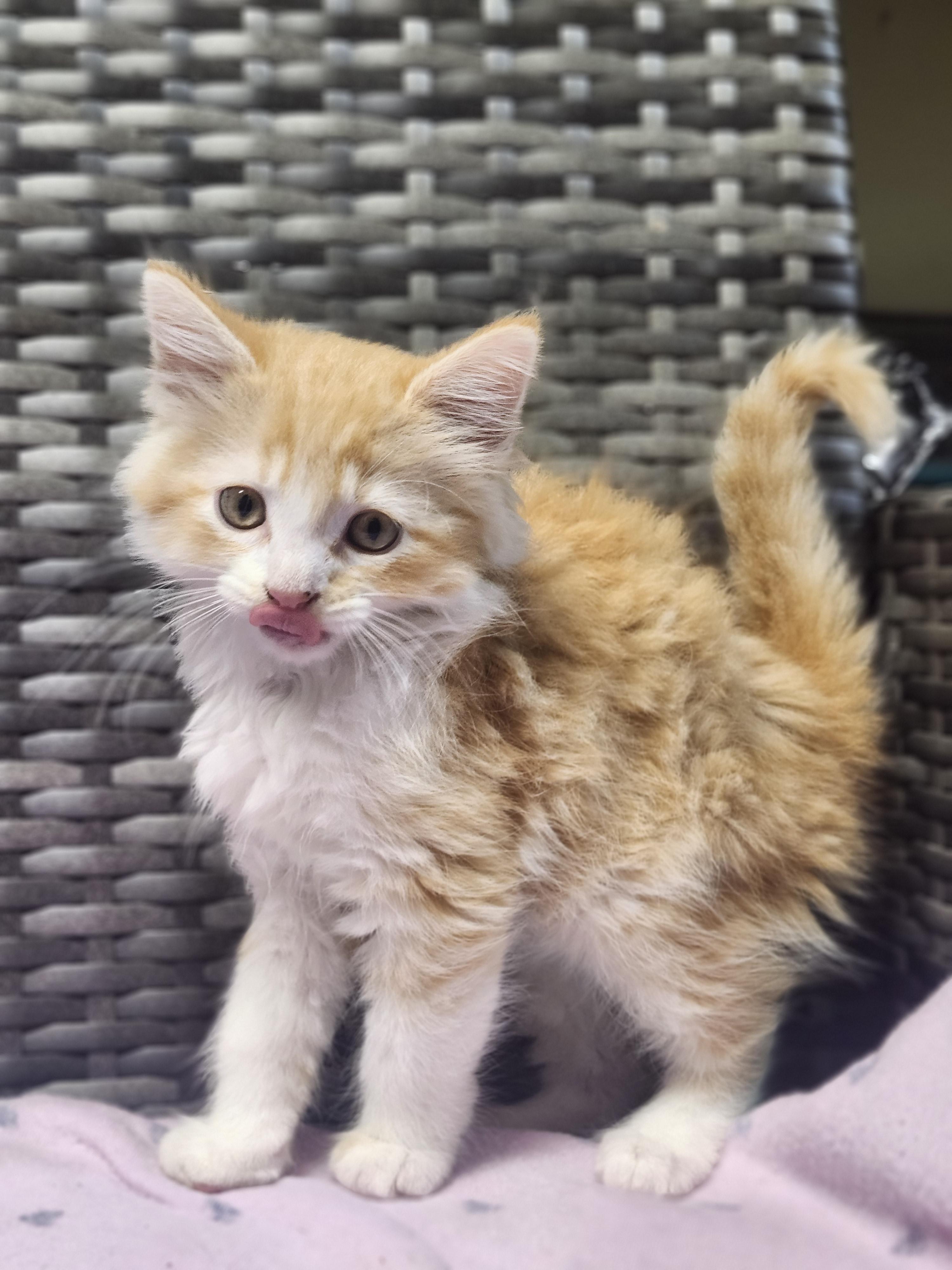 Freeway, adopted, Young Male Domestic Long Hair.