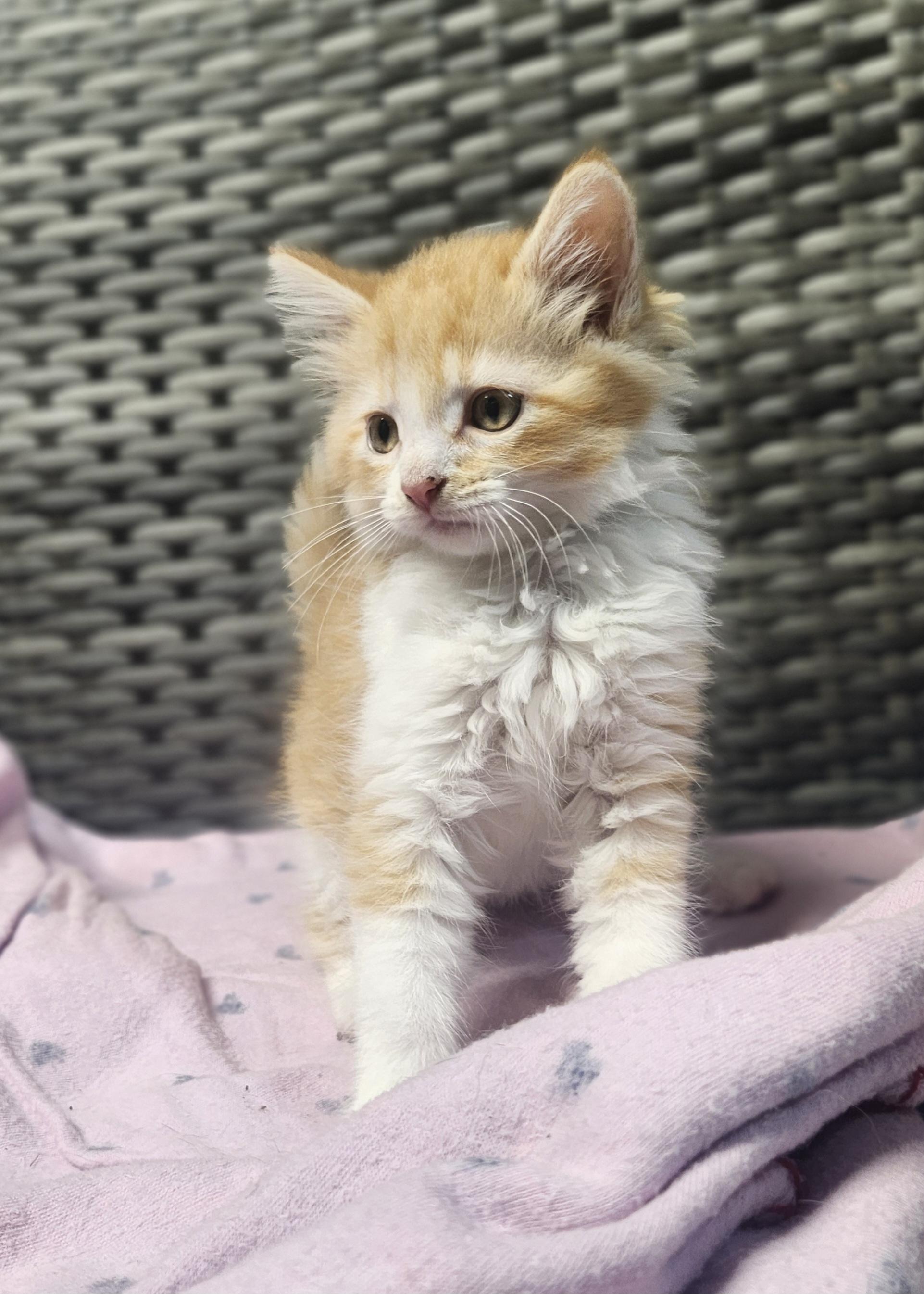 Enlarge Freeway, an adopted Domestic Long Hair in Cosby, TN image 3/5