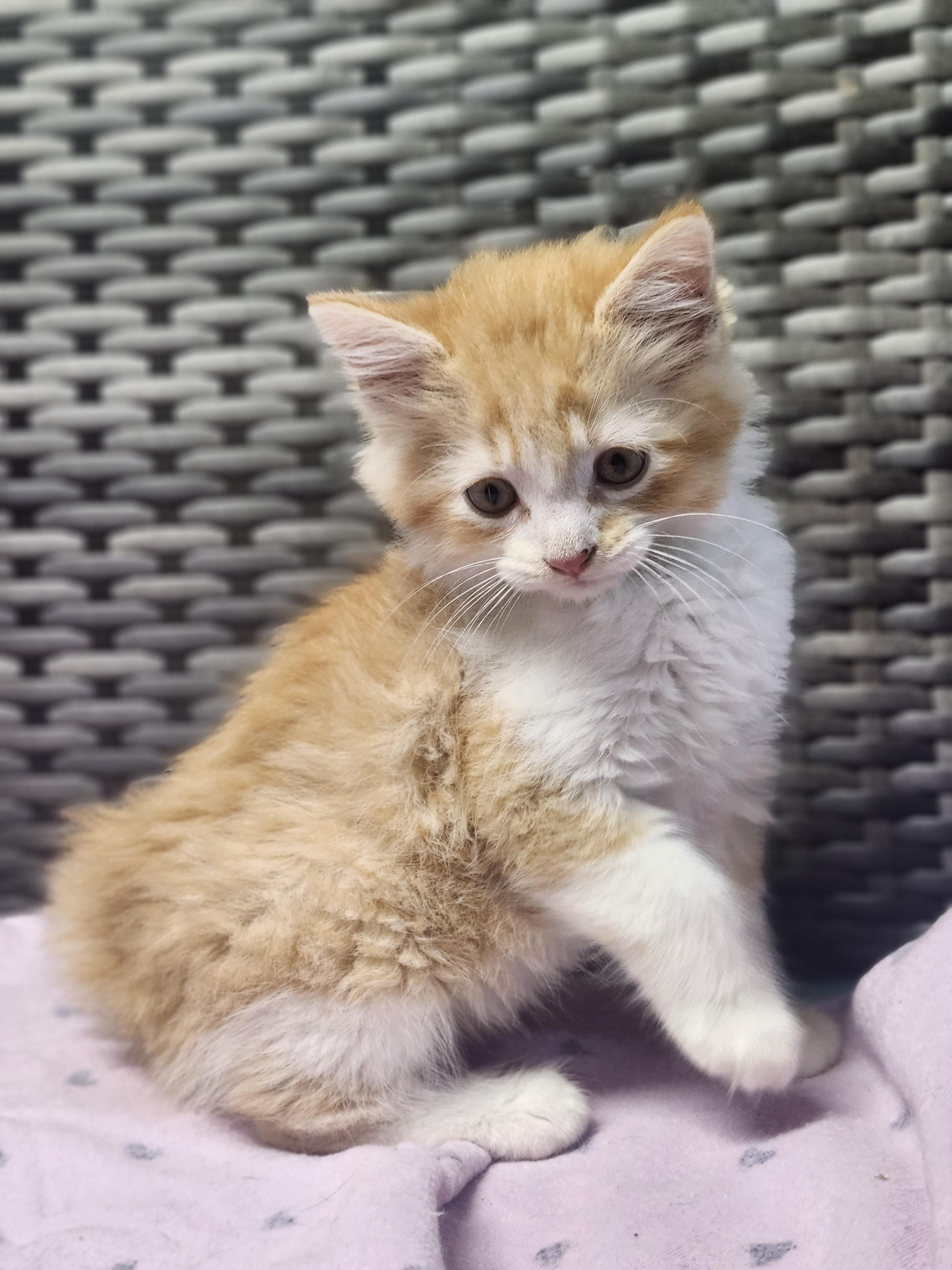 Enlarge Freeway, an adopted Domestic Long Hair in Cosby, TN image 2/5