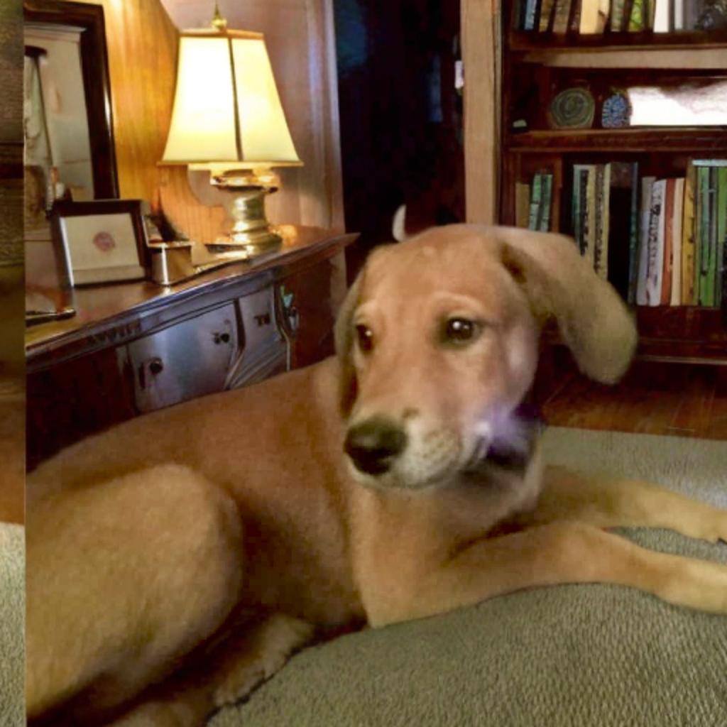 Enlarge Rusty, a Adoptable mixed breed in Byhalia, MS image 2/2