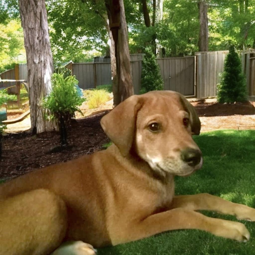 Enlarge Rusty, a Adoptable mixed breed in Byhalia, MS image 1/2