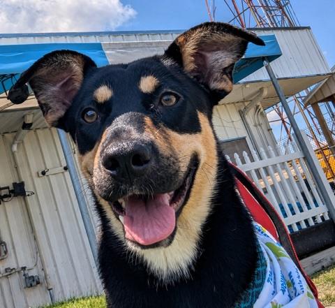 Rosie, ADOPTABLE, Young Female Mixed Breed.