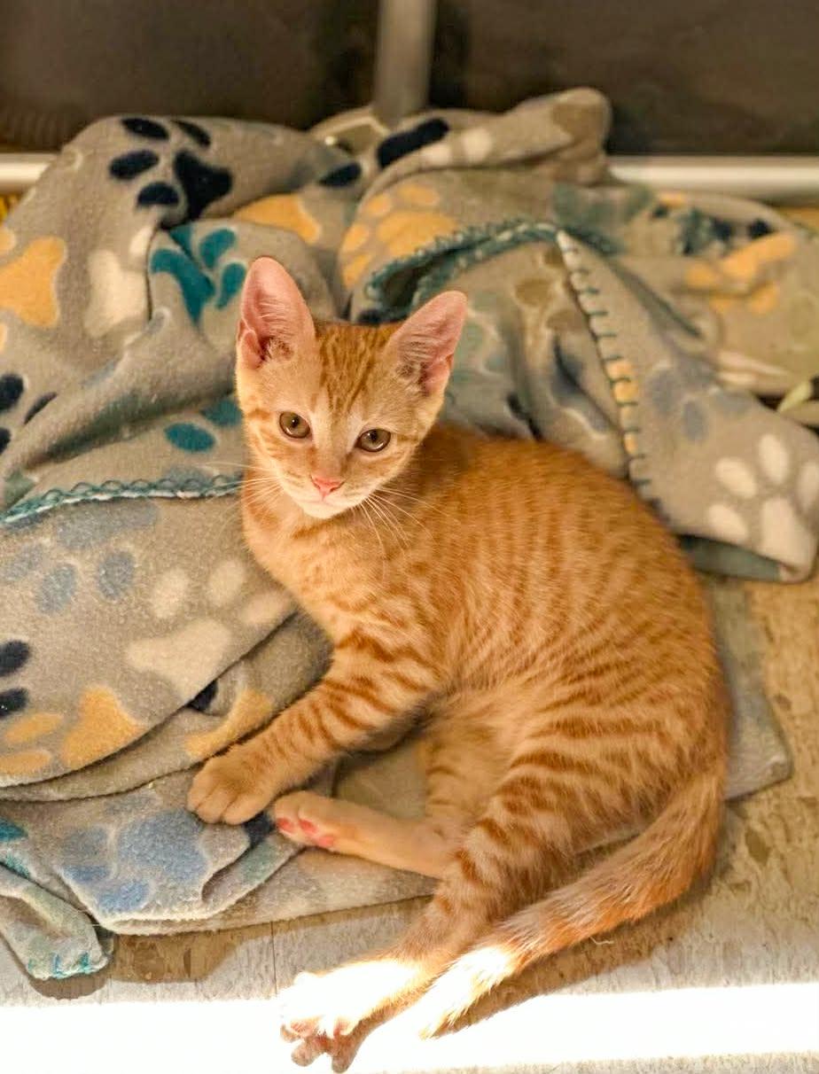 Enlarge Honey Bee, an adopted Domestic Short Hair in Mullica Hill, NJ image 2/3