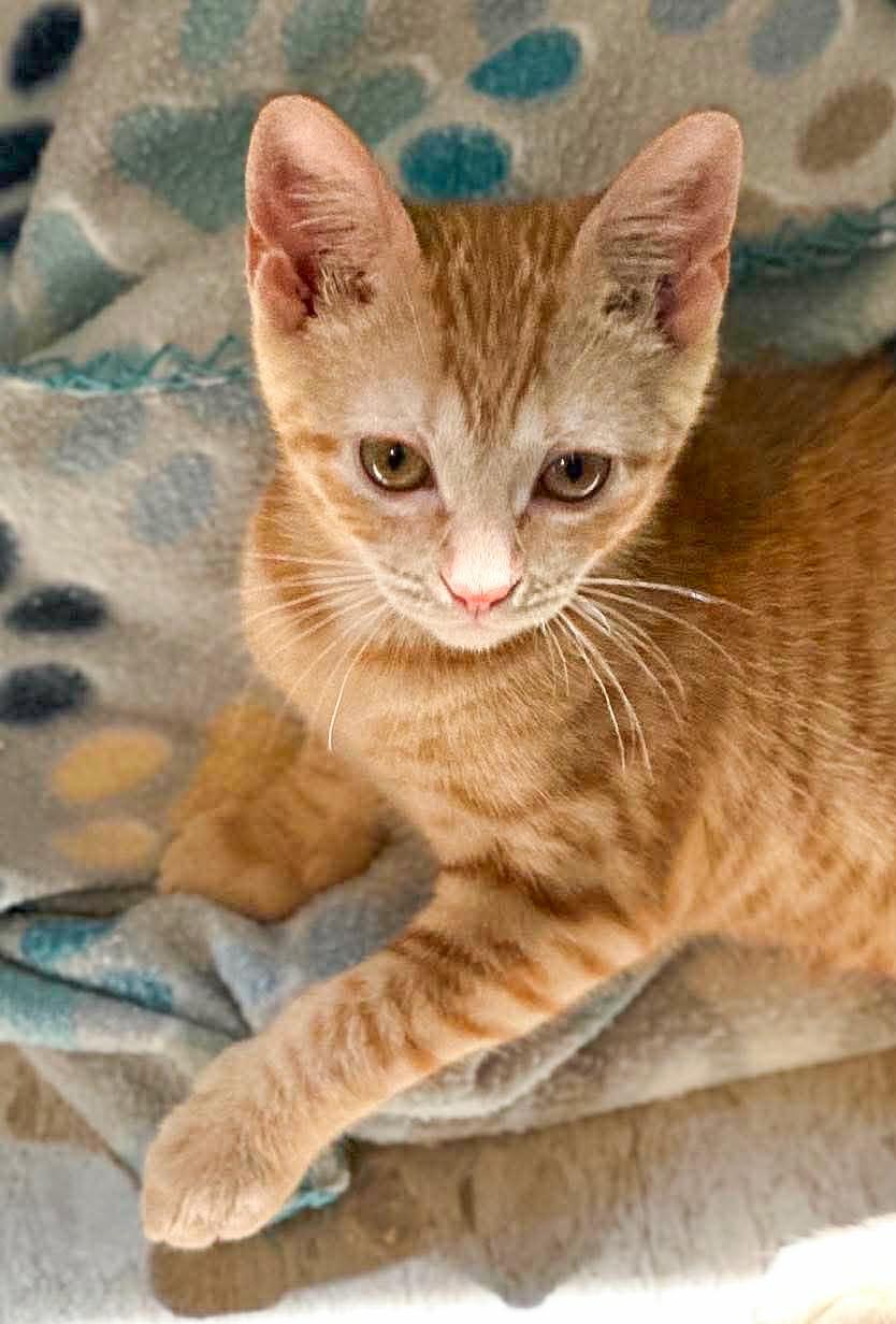 Enlarge Honey Bee, an adopted Domestic Short Hair in Mullica Hill, NJ image 3/3