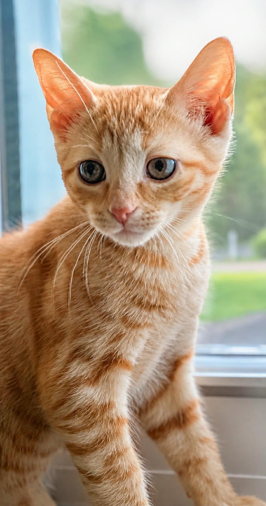 Honey Bee, adopted, Kitten Female Domestic Short Hair.