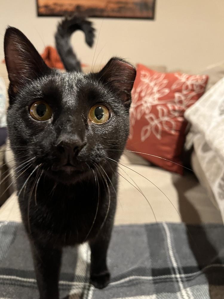 Titan, Adoptable, Adult Male Domestic Short Hair.