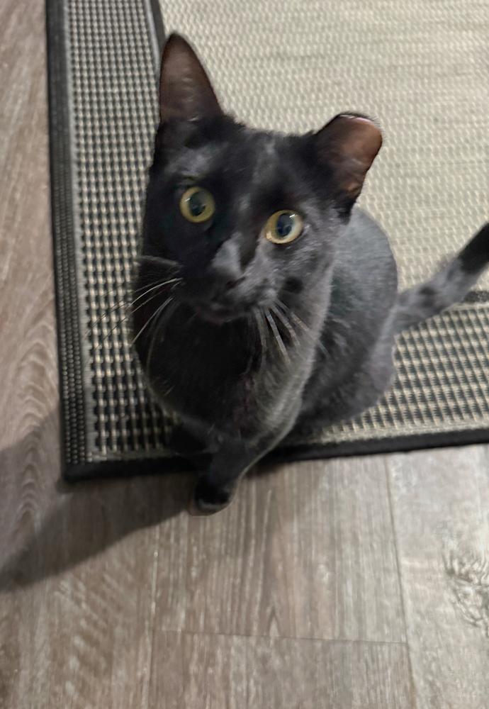 Enlarge Titan, a Adoptable Domestic Short Hair in Omaha, NE image 2/3