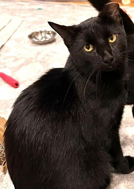 Enlarge Titan, a Adoptable Domestic Short Hair in Omaha, NE image 3/3