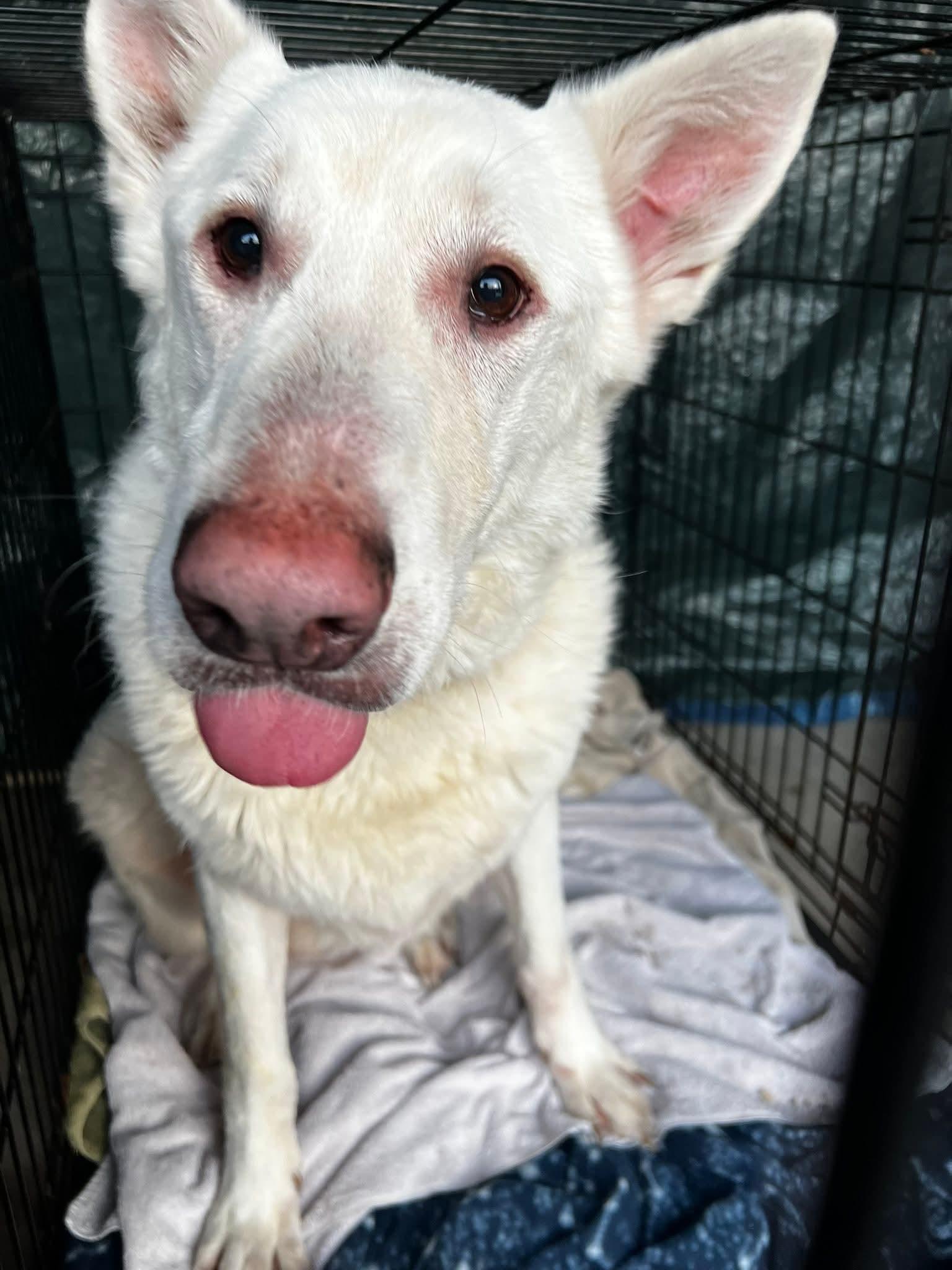 Enlarge Drogo, a ADOPTABLE White German Shepherd in Grand Rapids, MI image 3/3